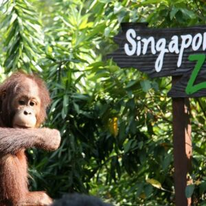 Singapore Zoo
