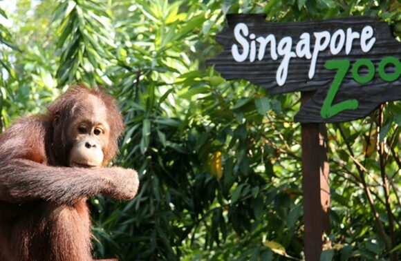 Singapore Zoo